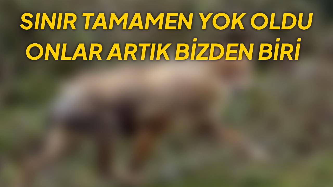 Sinop’ta çakallar bu kez gün ışığında görüntülendi