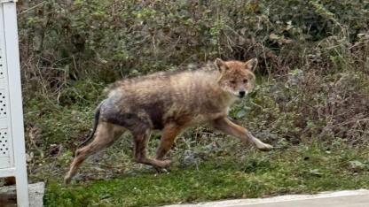 Sinop’ta çakallar bu kez gün ışığında görüntülendi