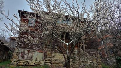 Sinop’ta erken bahar: Ağaçlar gelinlik giydi