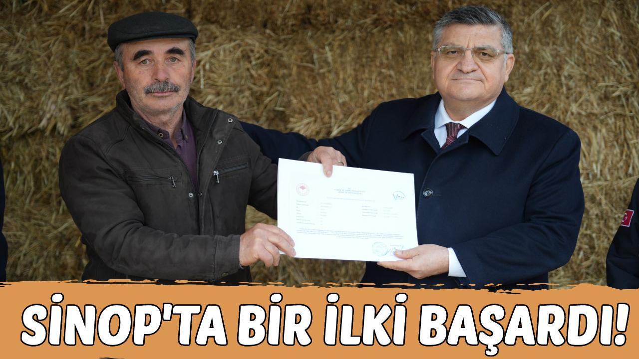 Sinop'ta hayvancılıkta kalite artıyor