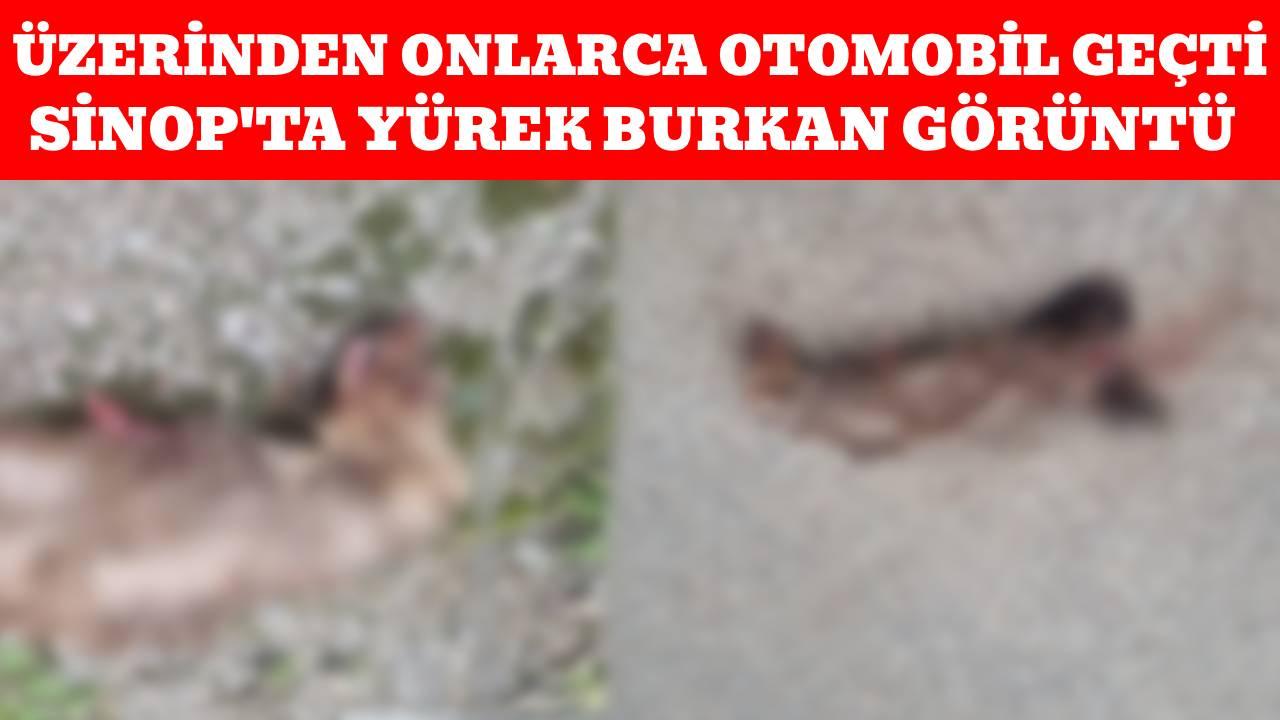 Sinop'ta otomobilin çarptığı sansar telef oldu