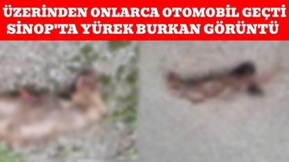 Sinop'ta otomobilin çarptığı sansar telef oldu