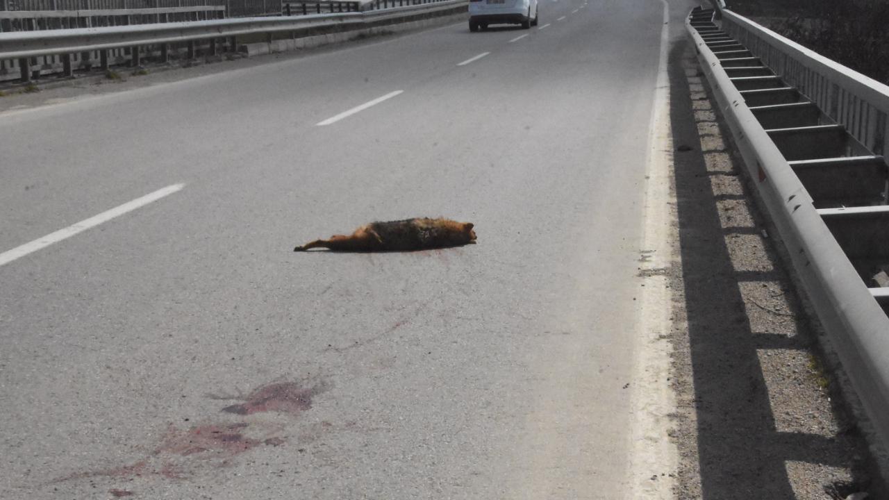 Sinop’ta yaban hayatı trafik kurbanı oldu