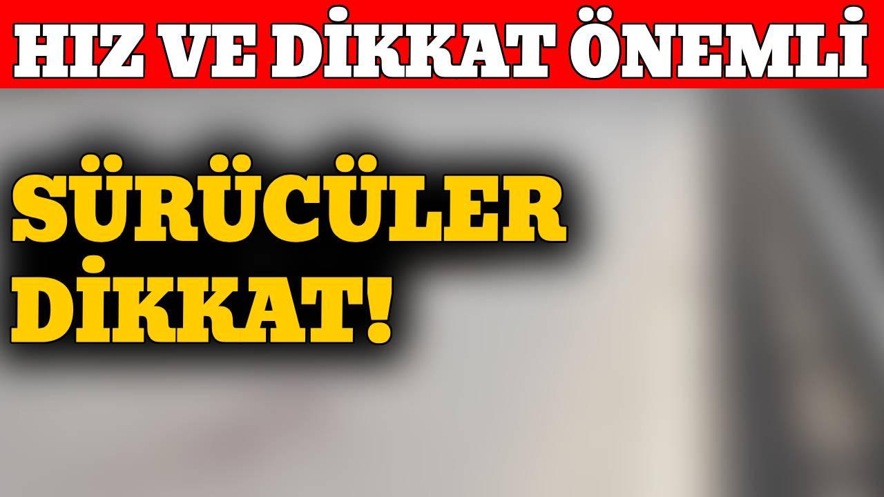 Sinop’ta yaban hayatı trafik kurbanı oldu