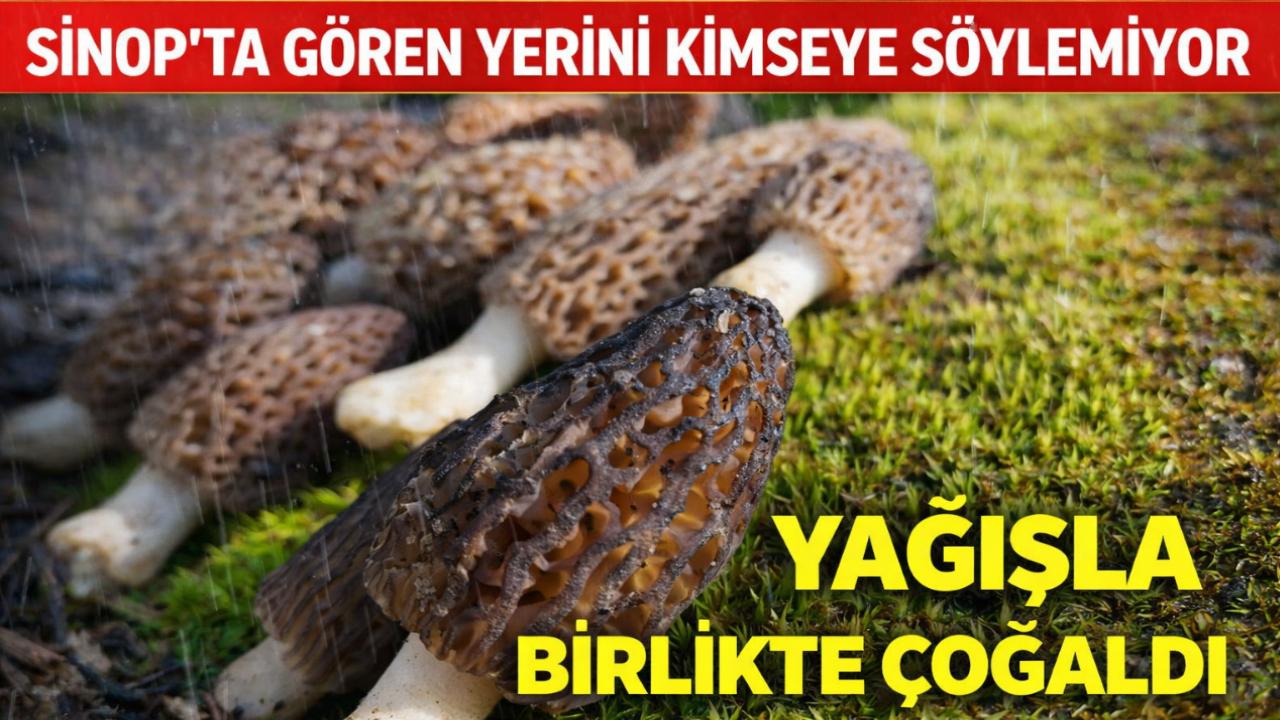 Sinop'ta yağışlar ormana bereket getirdi