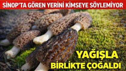 Sinop'ta yağışlar ormana bereket getirdi