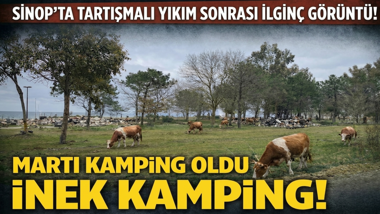 Sinop'ta yıkılan turizm tesisi otlağa dönüştü