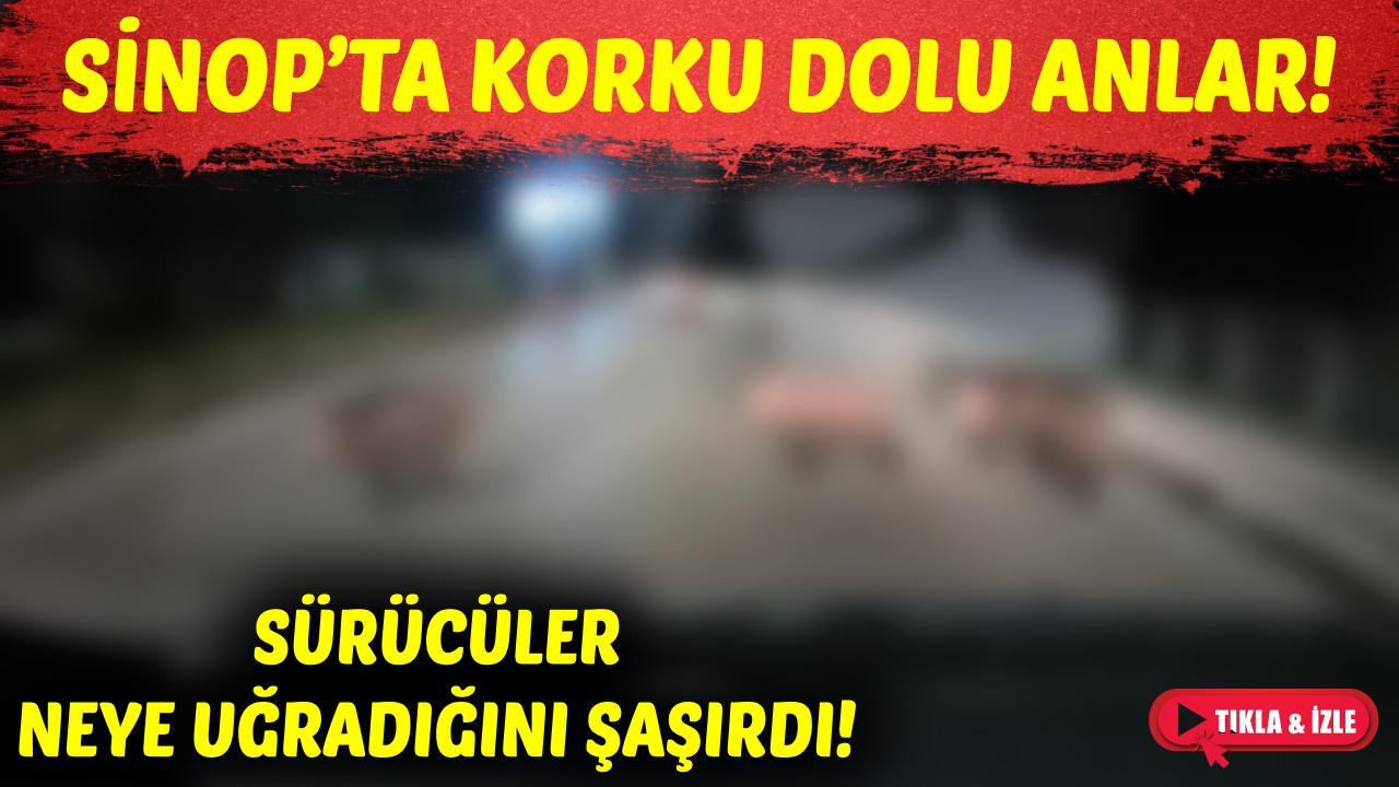 Sinop’ta yola inen domuzlar kazaya davetiye çıkardı