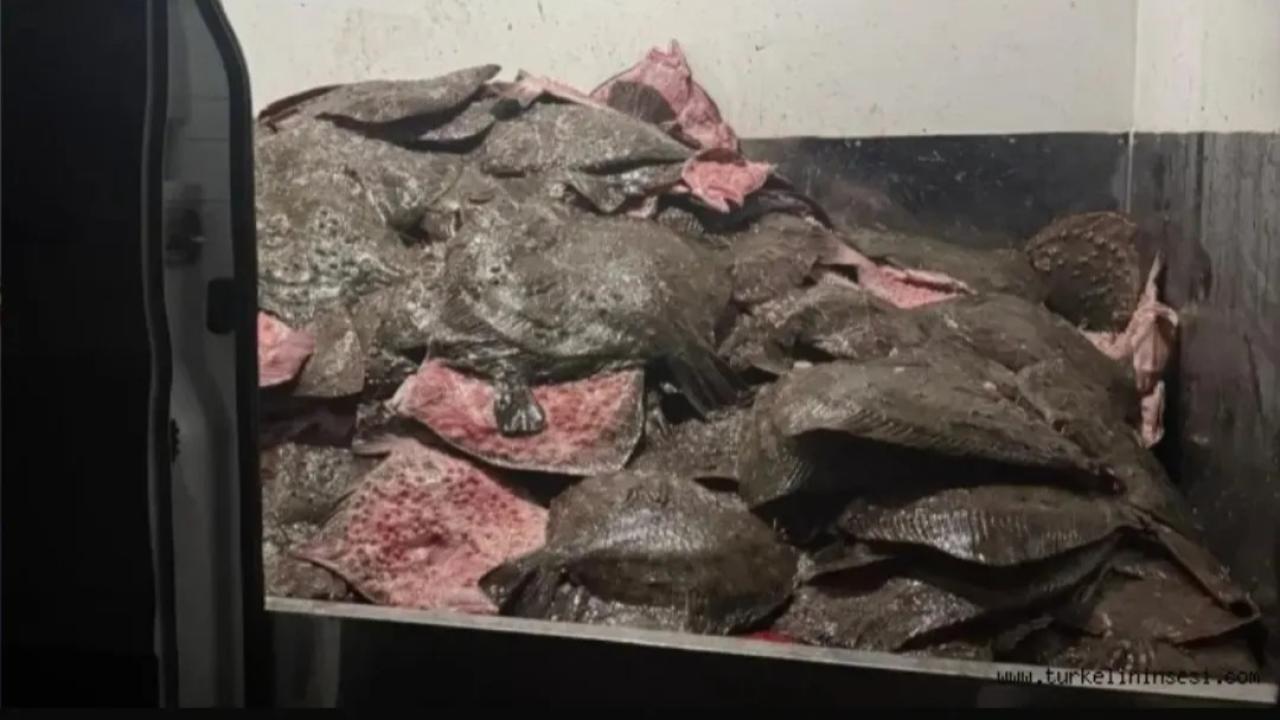 Türkeli’de kaçak avcılığa jandarma darbesi