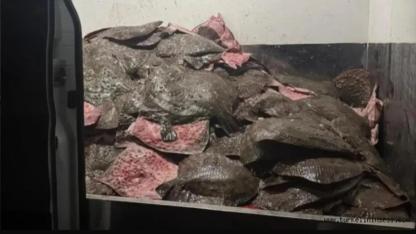 Türkeli’de kaçak avcılığa jandarma darbesi