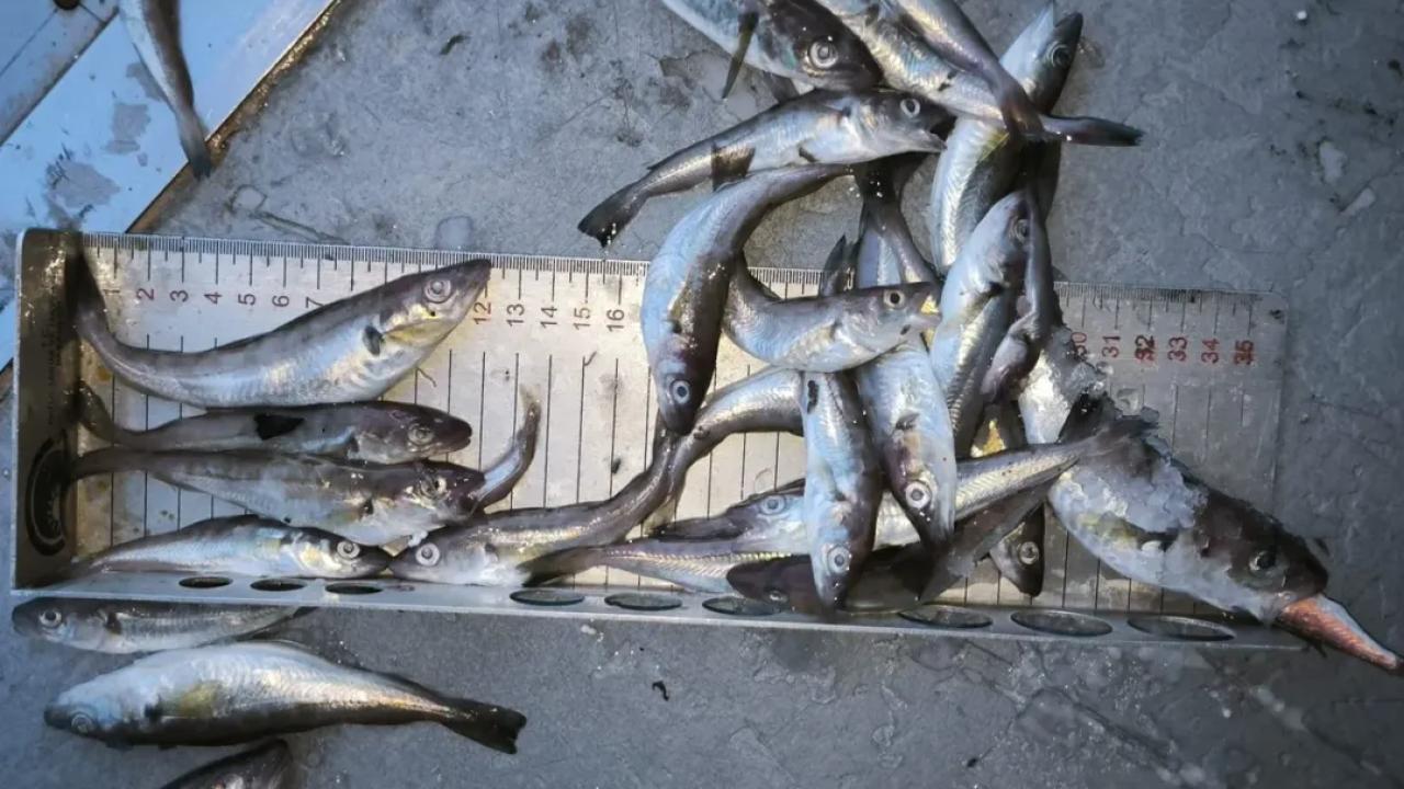 300 kilogram yasal boy altı mezgide el konuldu