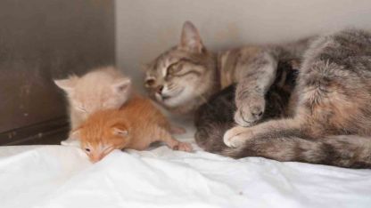 Ölümden dönen yavru kedilere süt anne kucak açtı