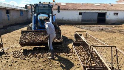 Besiciler formülü buldu: Kilosu 10 lira ama onlar 70 kuruşa yediriyor