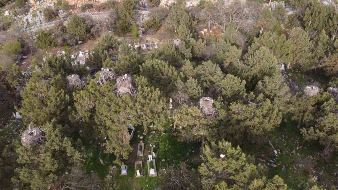 Beyşehir’de yuvalar şenlendi, leylekler vadisi canlandı