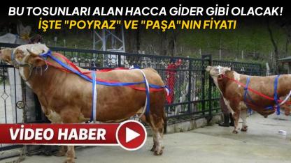 Duyunca kulaklarınıza inanamayacaksınız: Tosun alan umreye gidiyor