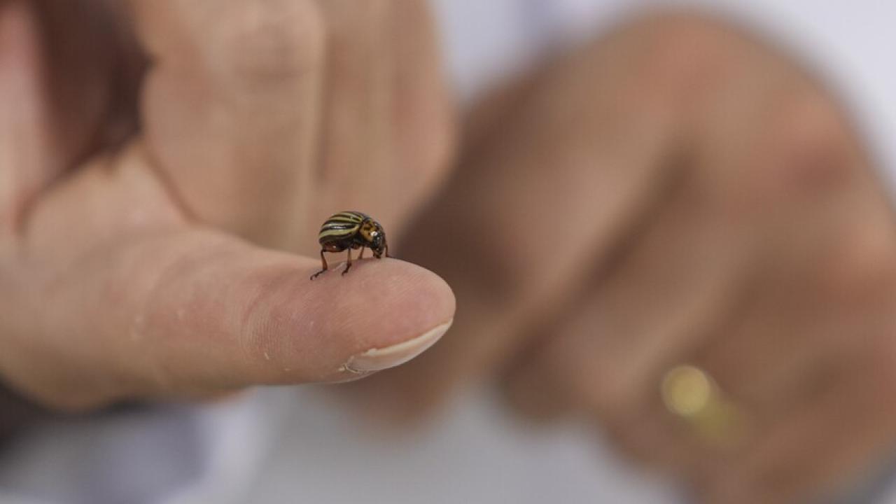 Hava sıcaklıklarının artmaya başlamasıyla "kenelere karşı dikkat edin" uyarısı