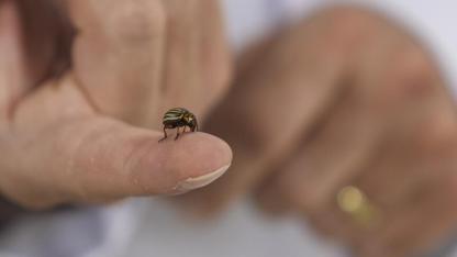 Hava sıcaklıklarının artmaya başlamasıyla "kenelere karşı dikkat edin" uyarısı