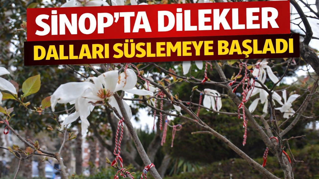 Marteniçka bileklikleri Sinop'un ağaçlarını süslüyor