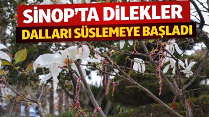 Marteniçka bileklikleri Sinop'un ağaçlarını süslüyor