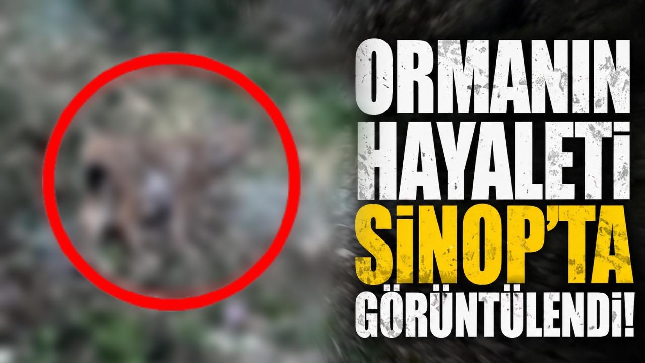 Ormanın sessiz avcısı Sinop’ta ortaya çıktı