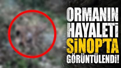 Ormanın sessiz avcısı Sinop’ta ortaya çıktı