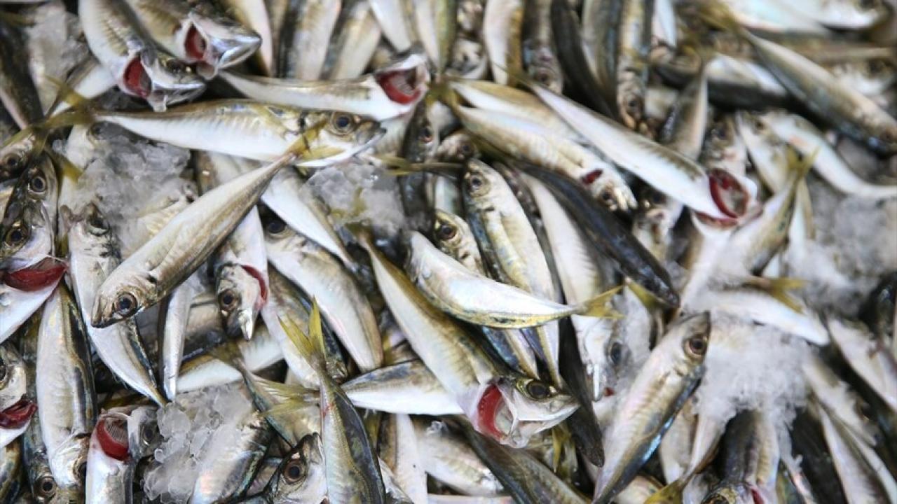 Palamudun üzdüğü Karadenizli balıkçıları hamsi mutlu etti