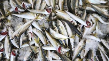 Palamudun üzdüğü Karadenizli balıkçıları hamsi mutlu etti