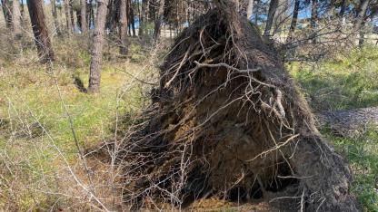 Fırtına Sinop’ta iz bıraktı