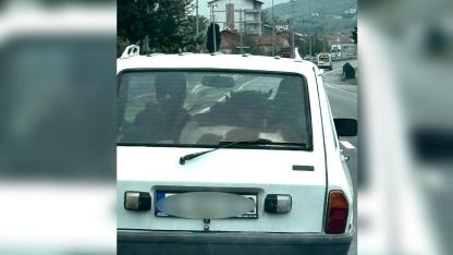 Sinop yolunda sürpriz yolcu