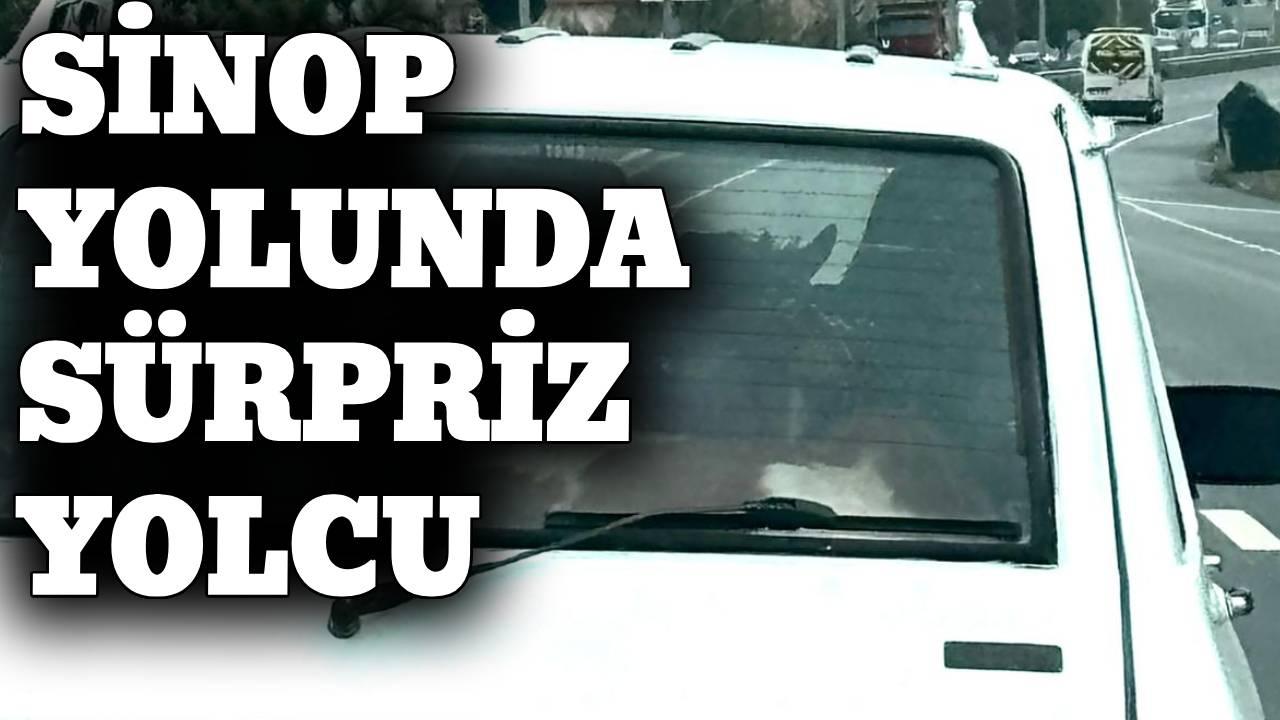 Sinop yolunda sürpriz yolcu