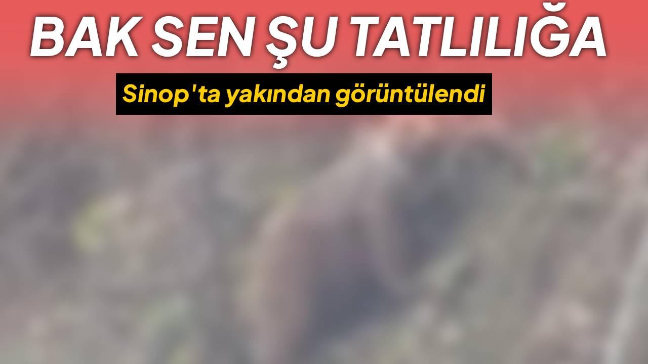 Sinop’ta ormanın minik sakini objektiflere takıldı