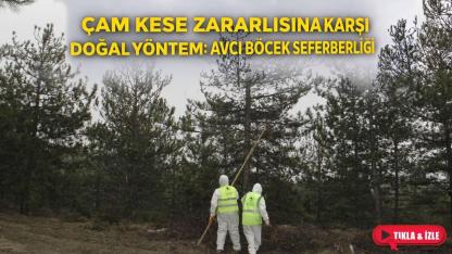 Sinop'ta çam kese zararlısına karşı 10 bin avcı böcekle mücadele edilecek