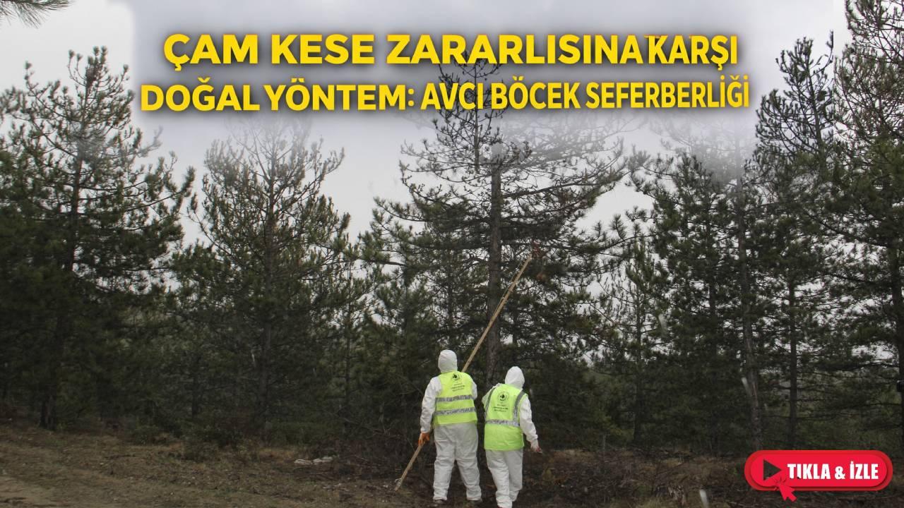Sinop'ta çam kese zararlısına karşı 10 bin avcı böcekle mücadele edilecek