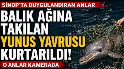 Sinop'ta balık ağına takılan yunus yavrusu kurtarıldı