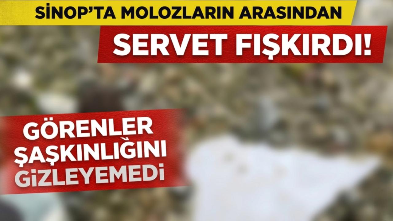 Sinop ormanlarında zor bulunurken inşaat alanında çıktı