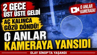 Sinop'ta arılığa giren ayı kovanları parçaladı