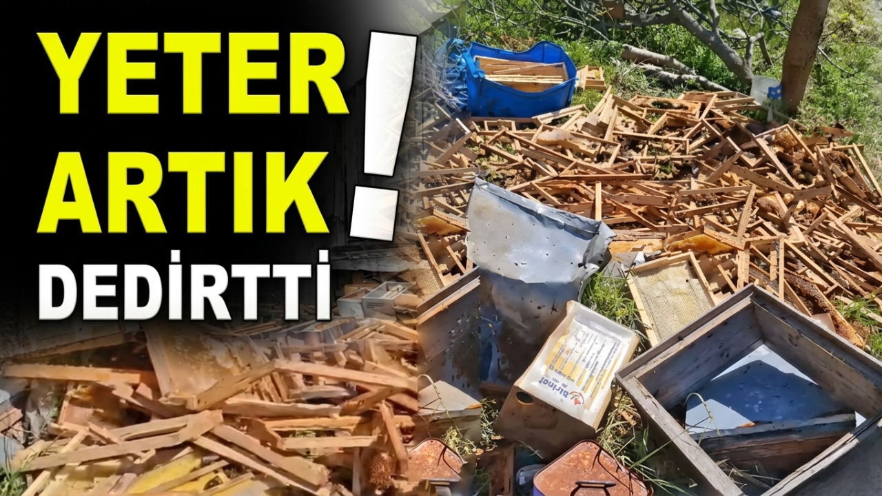 Sinop'ta arılığa giren boz ayı ortalığı birbirine kattı