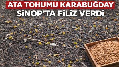 Sinop'ta ata tohumu karabuğday filizleri yüzleri güldürdü