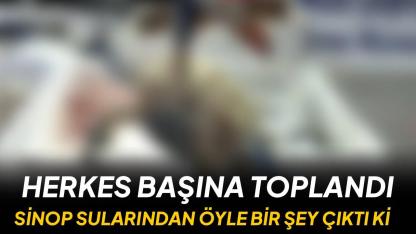 Alışılmışın çok dışında: Sinoplu balıkçıların ağından 'Mavi' sürpriz