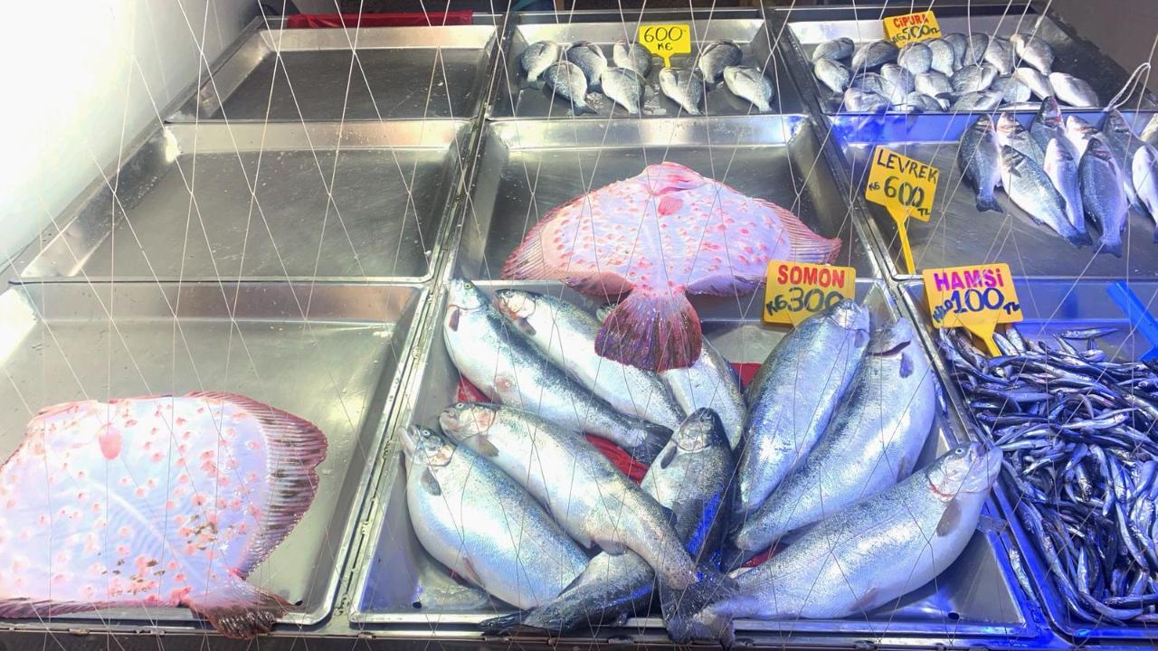 Sinop’ta dev kalkan bereketi