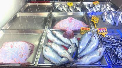 Sinop’ta dev kalkan bereketi