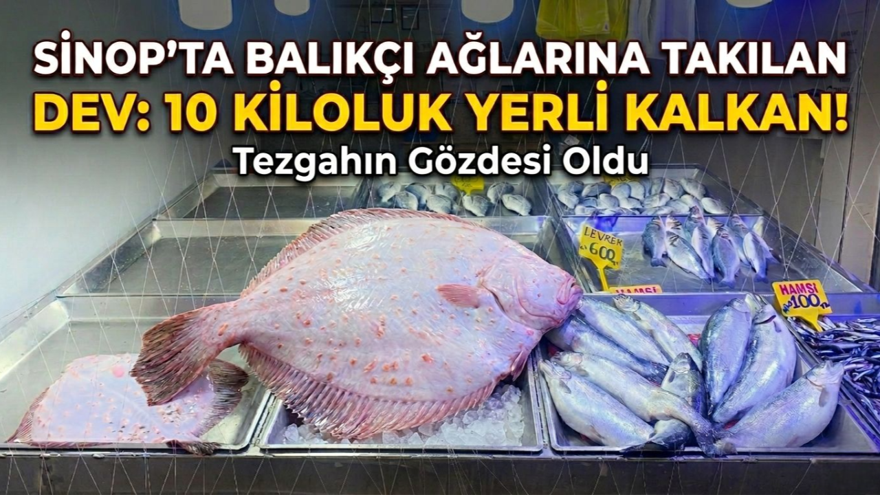 Sinop’ta dev kalkan bereketi