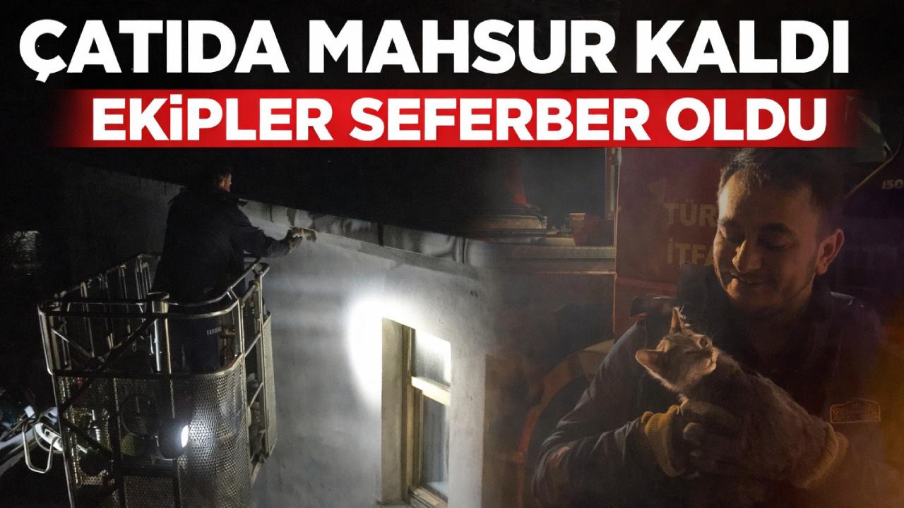 Sinop'ta ekipler bir can için seferber oldu