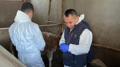 Sinop'ta hayvan sağlığı için sahada yoğun mesai