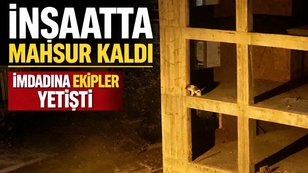 Sinop'ta inşaatta mahsur kalan köpeğe hayat kurtaran müdahale