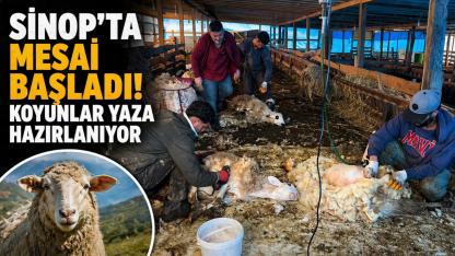 Sinop'ta koyun kırkma mesaisi başladı