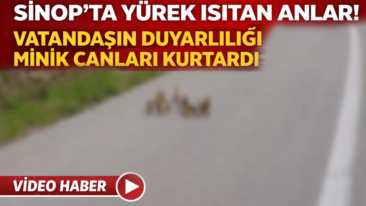 Sinop'ta minik canların imdadına duyarlı vatandaş yetişti