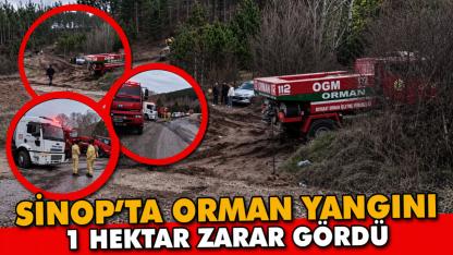 Sinop'ta orman yangını : Hızlı müdahale felaketi önledi