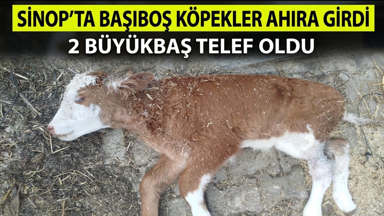 Sinop'ta sahipsiz köpekler büyükbaşlara saldırdı