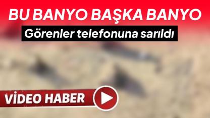 Sinop’ta serçelerin toz banyosu kamerada